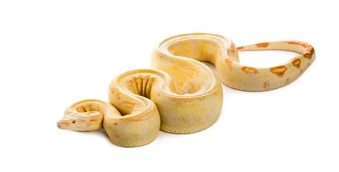 Albino royal python in front of a white background Foto stock