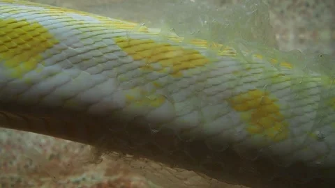 The albino royal yellow python changes skin. The Pythonidae is a family of non Stock Footage 205242056