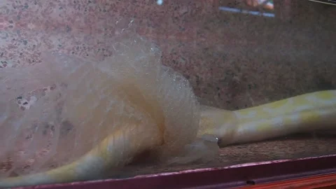 The albino royal yellow python changes skin. The Pythonidae is a family of non Stock Footage 205242092