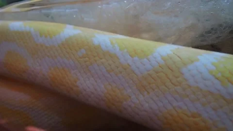 The albino royal yellow python changes skin. The Pythonidae is a family of non Stock Footage 205242125