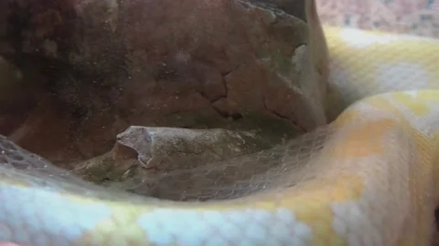 The albino royal yellow python changes skin. The Pythonidae is a family of non Stock-Footage 205242171