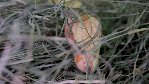 The albino royal yellow python changes skin. The Pythonidae is a family of non Stock-Footage 259651840