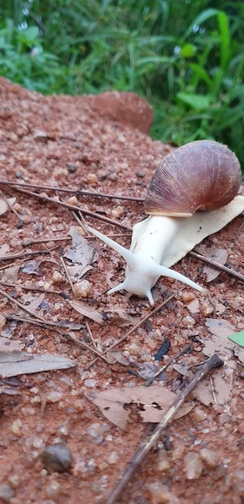 Albino Snail Stock Footage 246958614
