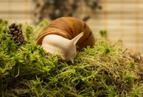 Albino snail Stock Photos