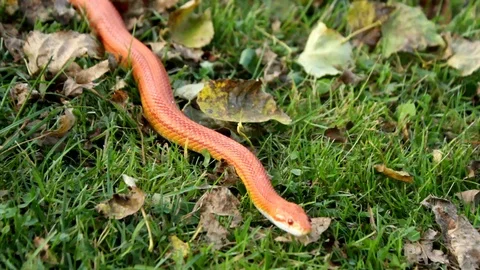 Albino Snake is crawl on grass Stock Footage 112146324