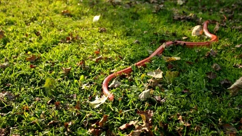 Albino Snake is crawl on grass Stock Footage 112146336