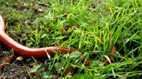Albino Snake is crawl on grass Stock Footage 112146353
