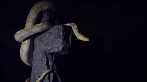 Albino snake on cross Vídeo Stock 88791105