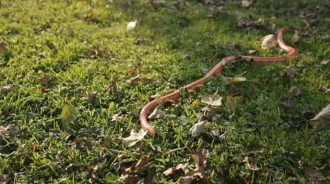 Albino Snake / Grass Snake - Ringelnatter Stock Footage 43259975