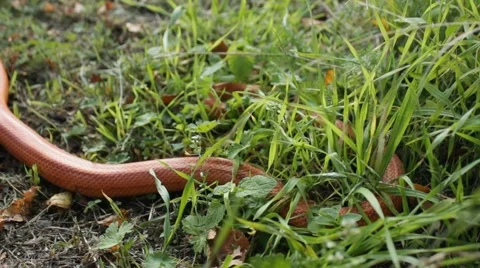 Albino Snake / Grass Snake - Ringelnatter Video stock 43260198