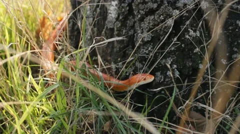 Albino Snake / Grass Snake - Ringelnatter Video stock 43260293