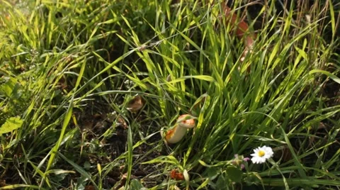 Albino Snake / Grass Snake - Ringelnatter Video stock 43260366