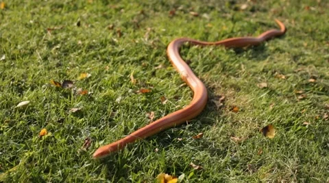 Albino Snake / Grass Snake - Ringelnatter Video stock 43260413