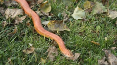 Albino Snake / Grass Snake - Ringelnatter Video stock 43260587