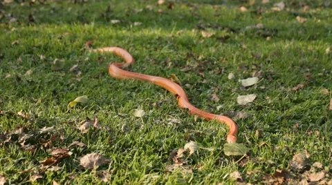 Albino Snake / Grass Snake - Ringelnatter Video stock 43260633
