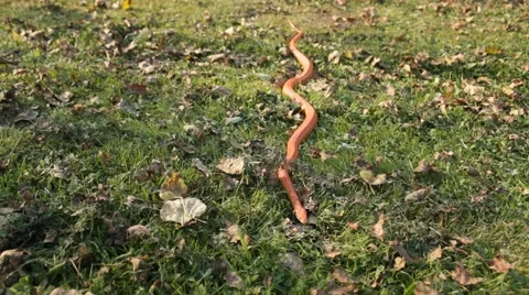 Albino Snake / Grass Snake - Ringelnatter Video stock 43260690