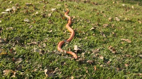 Albino Snake / Grass Snake - Ringelnatter Video stock 43260736