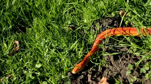 Albino Snake / Grass Snake - Ringelnatter Video stock 47290951
