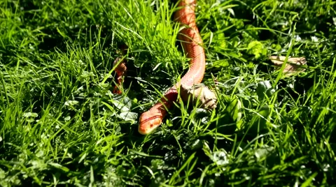 Albino Snake - Grass Snake - Ringelnatter on grass Video stock 47743864