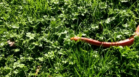 Albino Snake - Grass Snake - Ringelnatter on grass Видео 47744652