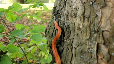 Albino Snake - Grass Snake - Ringelnatter on tree Video stock 47776771