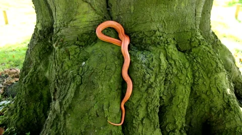 Albino Snake - Grass Snake - Ringelnatter on tree Video stock 47778613