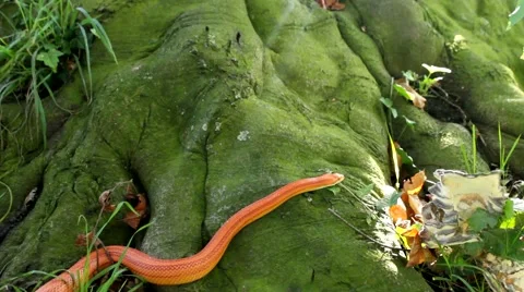 Albino Snake - Grass Snake - Ringelnatter on tree Video stock 47779839