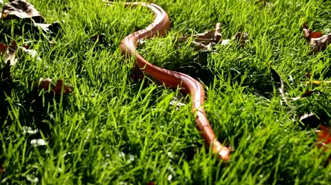 Albino Snake - Grass Snake - Ringelnatter on grass Stock Footage 47822706