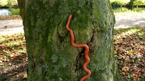 Albino Snake - Grass Snake - Ringelnatter on tree Video stock 47854560