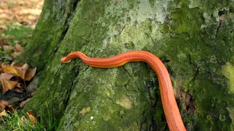 Albino Snake - Grass Snake - Ringelnatter on tree Video stock 47856097