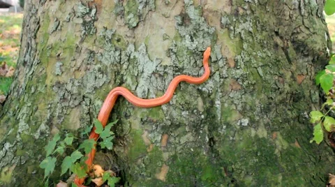 Albino Snake - Grass Snake - Ringelnatter on tree Stock Footage 47856889