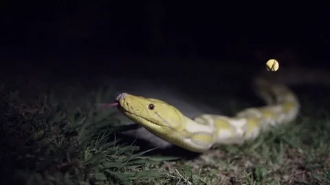 Albino snake slither Vídeo Stock 88788955