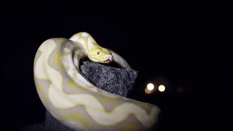 Albino snake on stone Vídeo Stock 88791361
