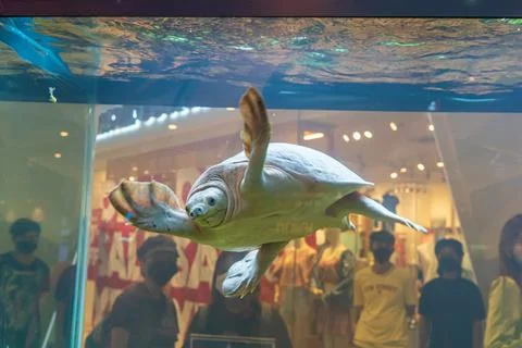 Albino softshell turtle Stock Photos