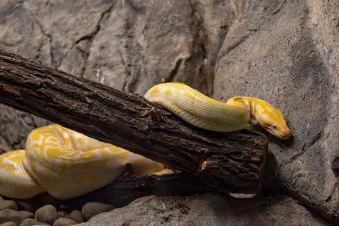 Albino specimen of Burmese python snake from south east asia Stock Photos