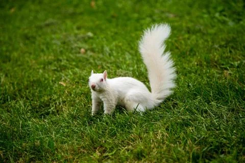 Albino Squirrel Stock Photos