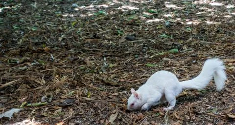 Albino Squirrel Stock Photos