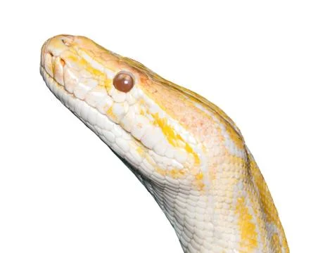 Albino tiger python (Python molurus) isolated on white Photos