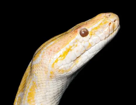Albino tiger python (Python molurus) isolated on black Photos