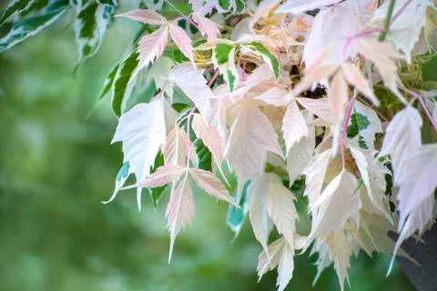 Albino tree leafs Stock Photos