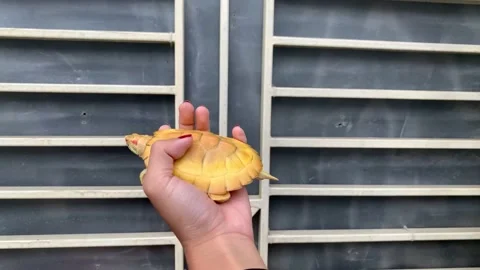 Albino Turtle Stock Footage 219619595