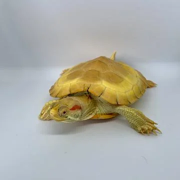 Albino Turtle Stock Photos