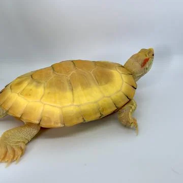Albino Turtle Stock Photos