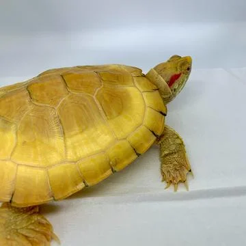 Albino Turtle Stock Photos