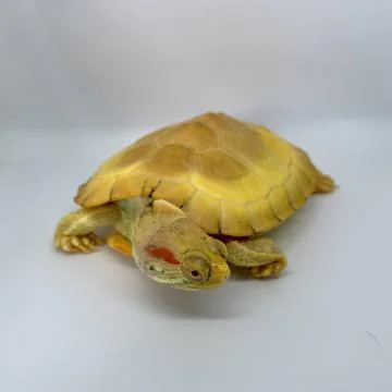 Albino Turtle Stock Photos