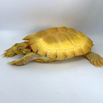 Albino Turtle Stock Photos