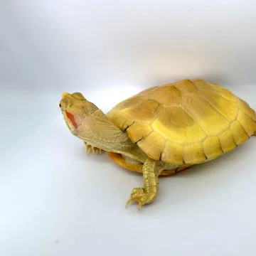 Albino Turtle Stock Photos