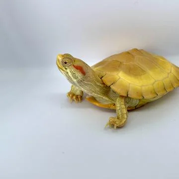 Albino Turtle Stock Photos