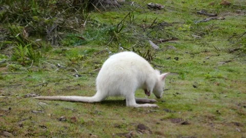 Albino wallaby feeding Video stock 232329062