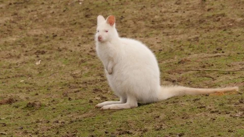 An albino wallaby Stock Footage 122203676